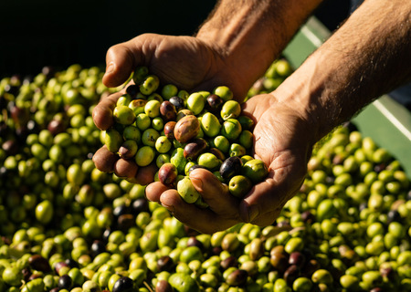 Verkostung von Olivenöl