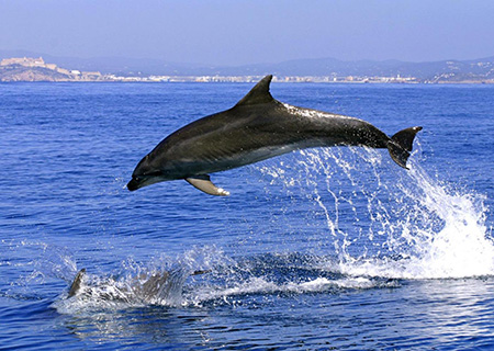 Gibilterra Avvistamento di delfini