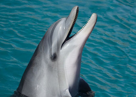 Crociera con avvistamento di delfini e snorkeling